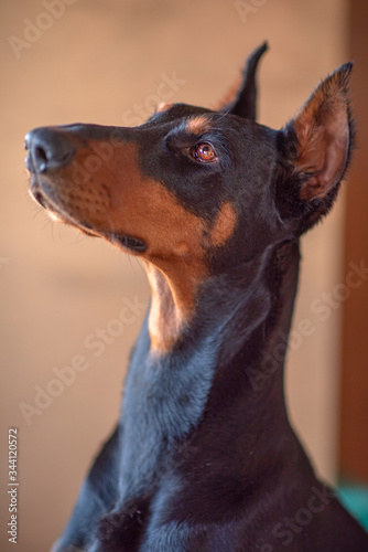 Portrait of a Doberman. Photographed close-up in a city apartment.