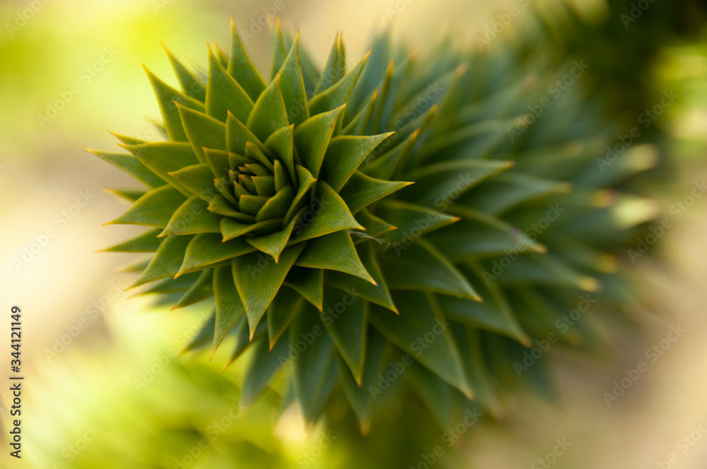 close up of a pine needles