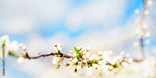 Long banner. Cherry Blossom, Blue Sky The concept of spring and freedom, a cloudless future, a clear sky