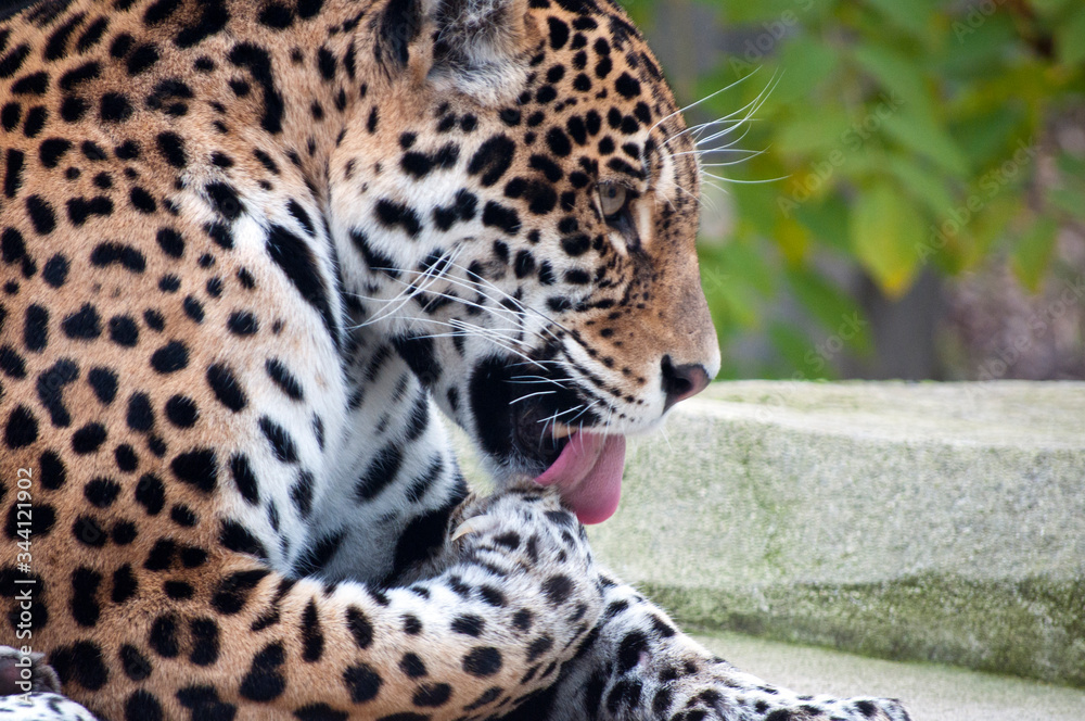 Obraz premium Leopard