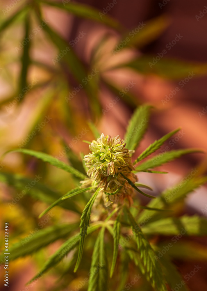 Detail of cannabis cola with visible hairs and leaves on flowering . Blooming Marijuana plant with early white Flowers, cannabis sativa leaves, marihuana Detail of cannabis cola with visible hairs and leaves on flowering . Blooming Marijuana plant with early white Flowers, cannabis sativa leaves, marihuana