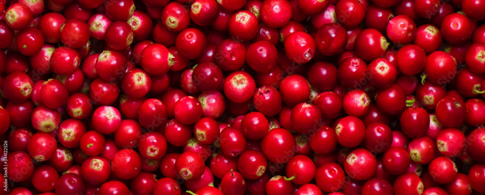 Panoramic Background of fresh forest cowberry berries Panoramic Background of fresh forest cowberry berries