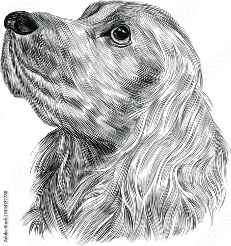 sketch head black and white dog Spaniel cute