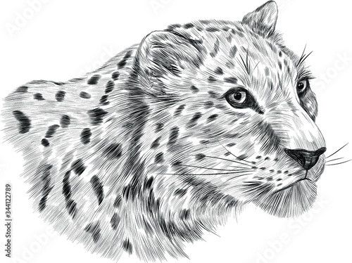 leopard animal of Africa with spots black and white sketch