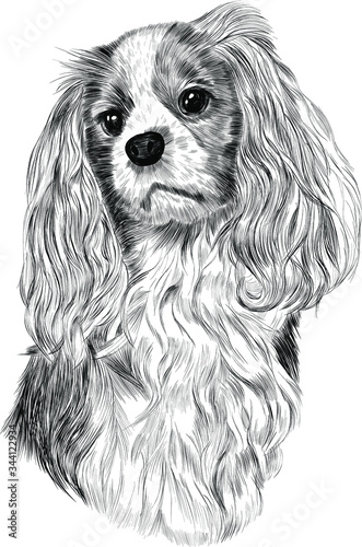 Spaniel black and white sketch