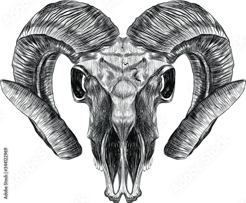 RAM skull realism horns black and white