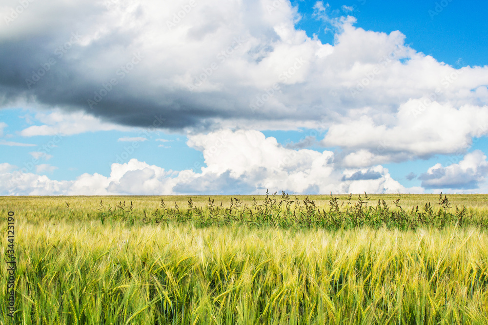 Green wheat field and blue sky with clouds, winter wheat. Landscape of Russia, Zaraysk city. Beauty world