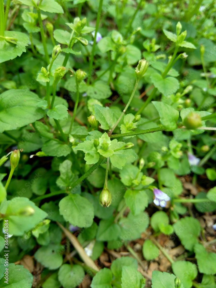 Close up green grass with natural background Close up green grass with natural background