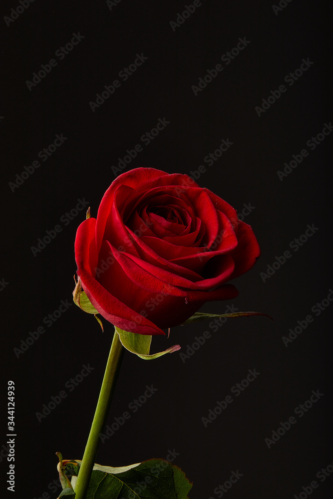 Red Rose on a black background Red Rose on a black background