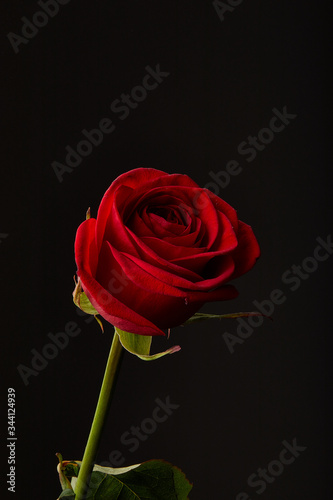 Fototapeta Naklejka Na Ścianę i Meble -   Red Rose on a black background