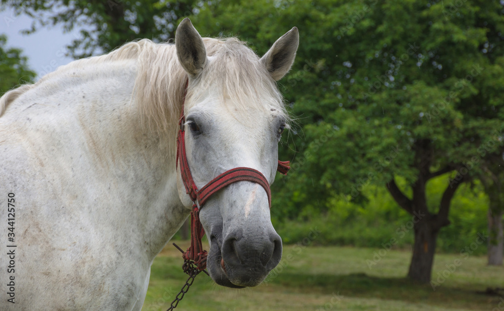 Obraz premium White horse grazing in a meadow near a farm in countryside