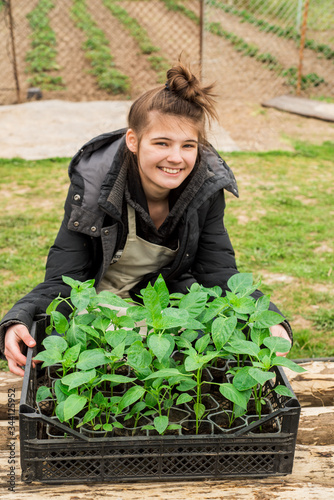 Smiling woman planting tomato seedlings in garden bed. Care, peking and transplanting of Vegetable crops.