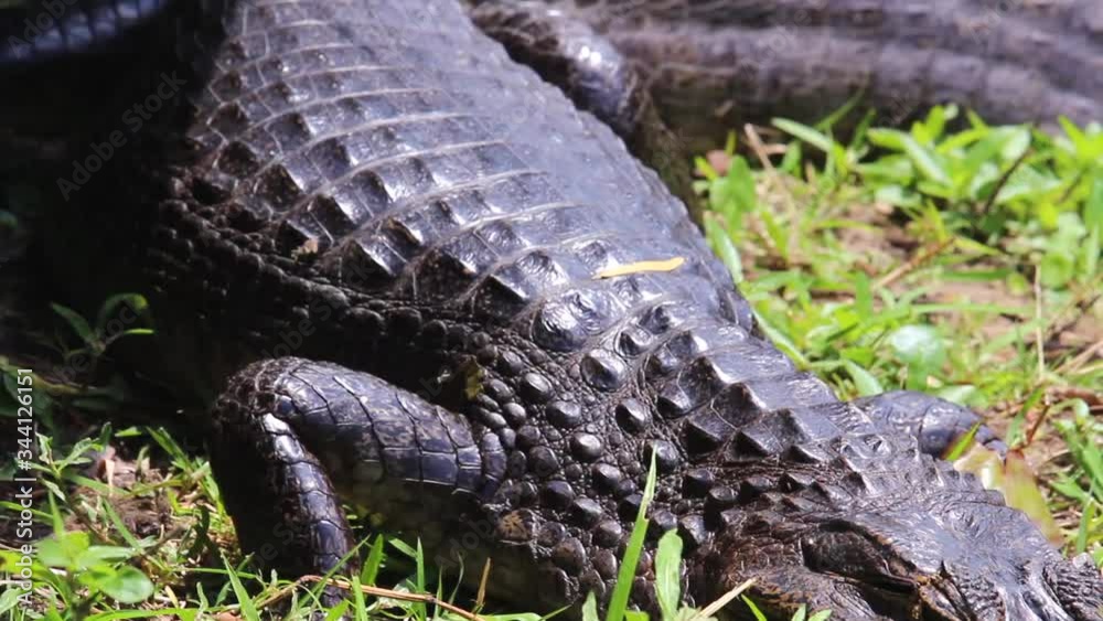 The black crocodile or narrow snout is a reptile that can measure up to three meters long and is the most frequent in the Iberá estuaries and they have the pleasant habit of sunbathing. The black crocodile or narrow snout is a reptile that can measure up to three meters long and is the most frequent in the Iberá estuaries and they have the pleasant habit of sunbathing.