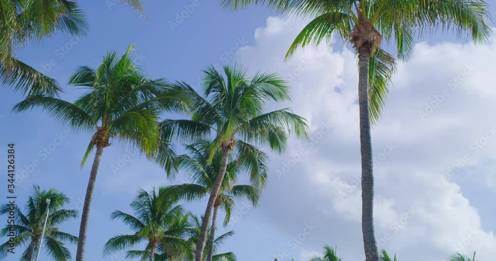 Palm trees on a sunny day