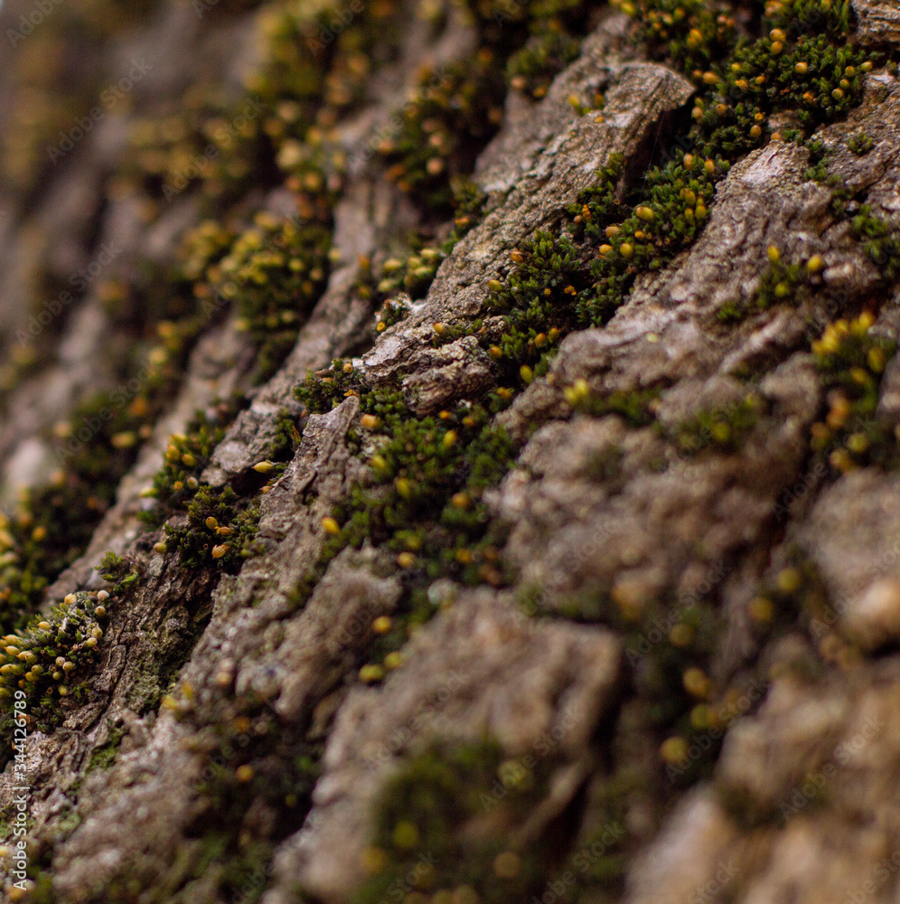 moss on tree bark moss on tree bark