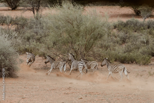 Zebraherde, Safari