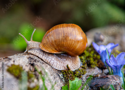 A large grape snail on a stump and blue flowers.