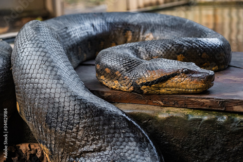 close up of an anaconda snake II photo