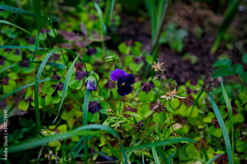 Dark purple pansies in summer garden
