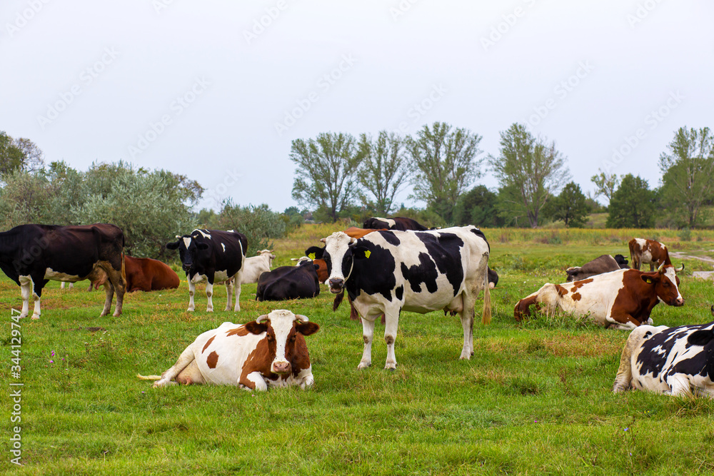Rural cows graze on a green meadow. Rural life. Animals. agricultural country Rural cows graze on a green meadow. Rural life. Animals. agricultural country