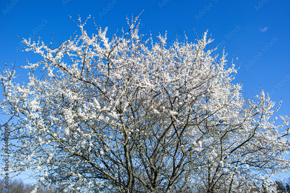 Beautiful blooming of decorative white apple and fruit trees over the bright blue sky in colorful vivid spring park full of green grass by dawn early light with first sun rays, fairy heart of nature Beautiful blooming of decorative white apple and fruit trees over the bright blue sky in colorful vivid spring park full of green grass by dawn early light with first sun rays, fairy heart of nature