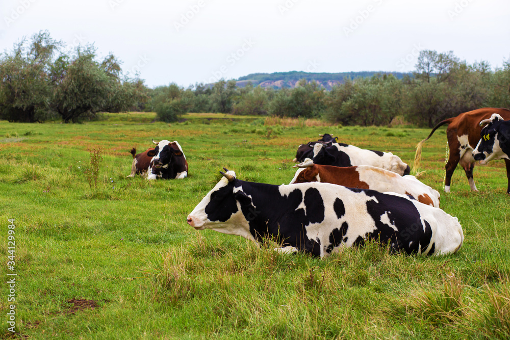 Rural cows graze on a green meadow. Rural life. Animals. agricultural country Rural cows graze on a green meadow. Rural life. Animals. agricultural country