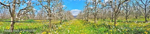 Apple blossoms in an orchard, spring concept