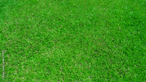 green grass background ,Groundcover
