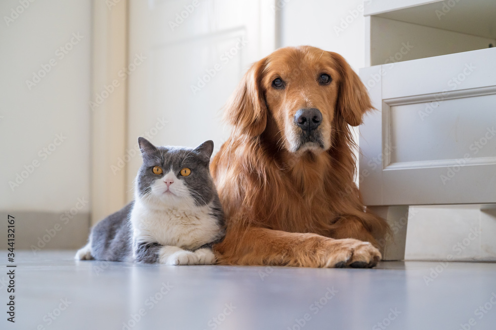 British Shorthair and Golden Retriever