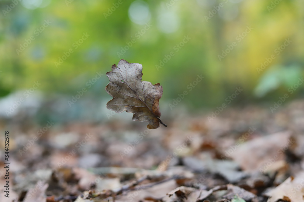 Fototapeta premium autumn in the woods