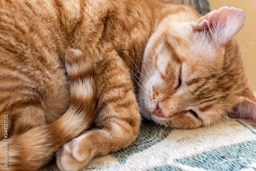 Carta da parati Red cat curled up on a chair and sleeping
