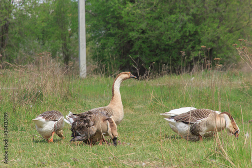 geese graze in the green grass  