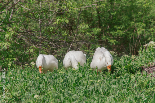 three white geese eat green grass
