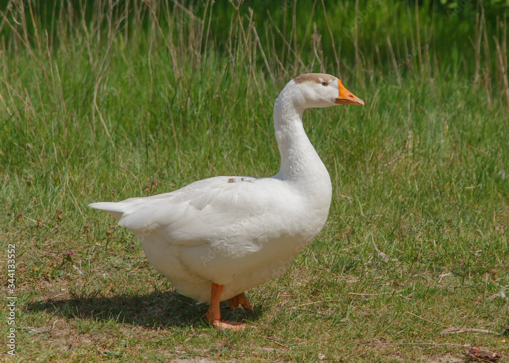 white goose closeup in green grass white goose closeup in green grass