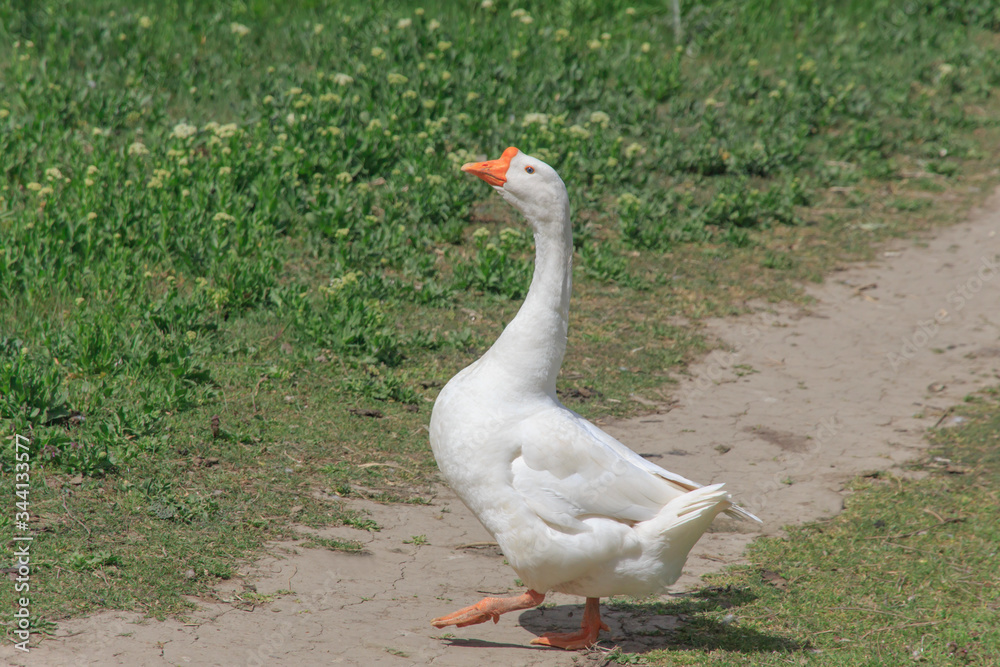 Obraz premium white goose crosses the path 
