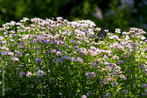 Fototapeta Naklejka Na Ścianę i Meble -  Botanical: Flowers Aster Amellus on the flower bed on beautiful sunny day, summer gardening