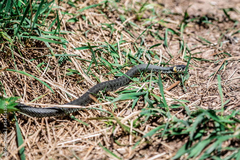 black snake in dry grass on the ground black snake in dry grass on the ground