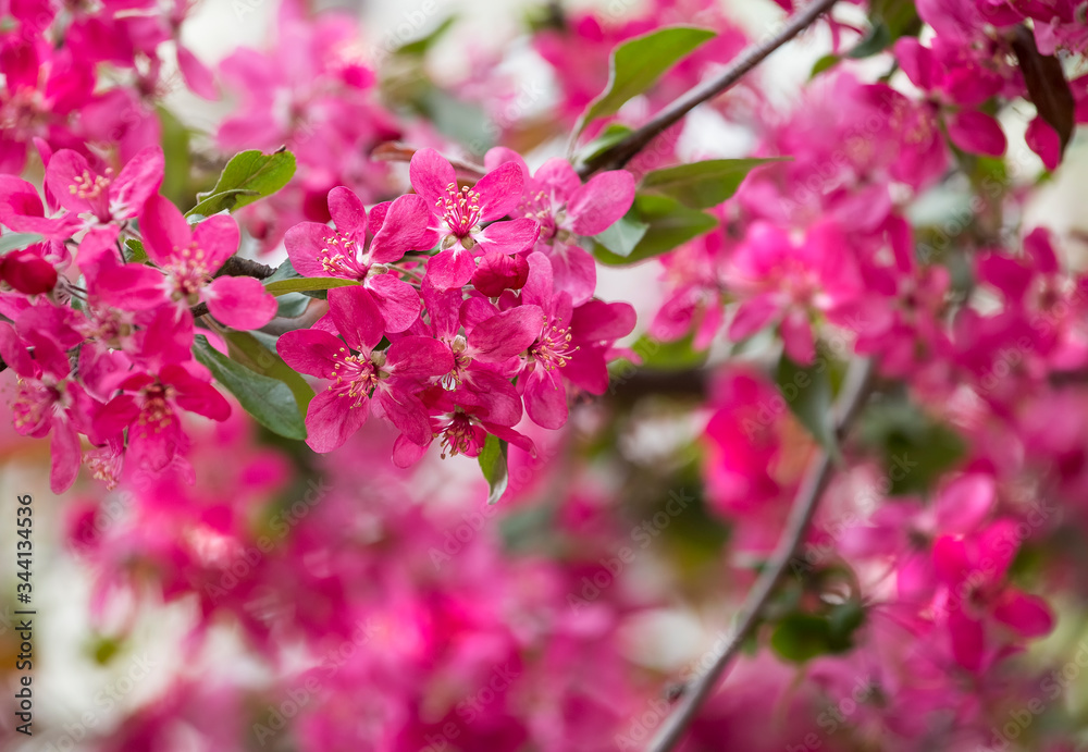 Bright purple red blossoming of a paradise apple tree or crab apple tree in botanical garden. Flowering apple tree in spring. Branch of a blossoming apple tree with red flowers closeup Bright purple red blossoming of a paradise apple tree or crab apple tree in botanical garden. Flowering apple tree in spring. Branch of a blossoming apple tree with red flowers closeup