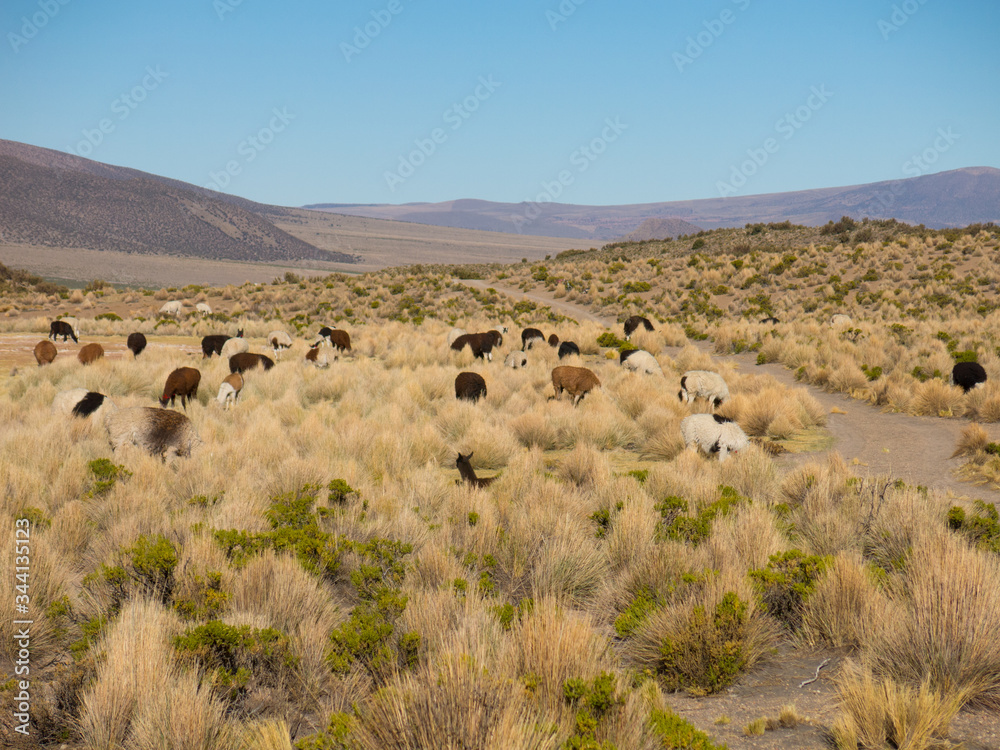 Fototapeta premium llamas graze through marshlands of the Bolivian altiplano near the Uyuni Salt Flat and Sajama, Bolivia