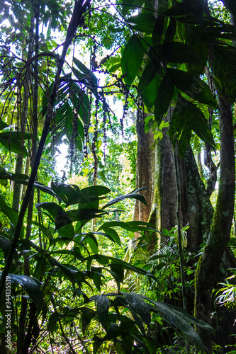 Amazon forest in the Madidi National Park  Bolivia