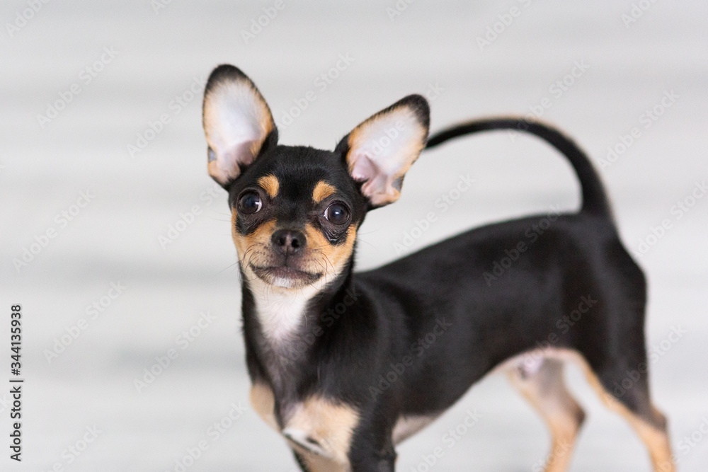 black Chihuahua puppy on a white background black Chihuahua puppy on a white background