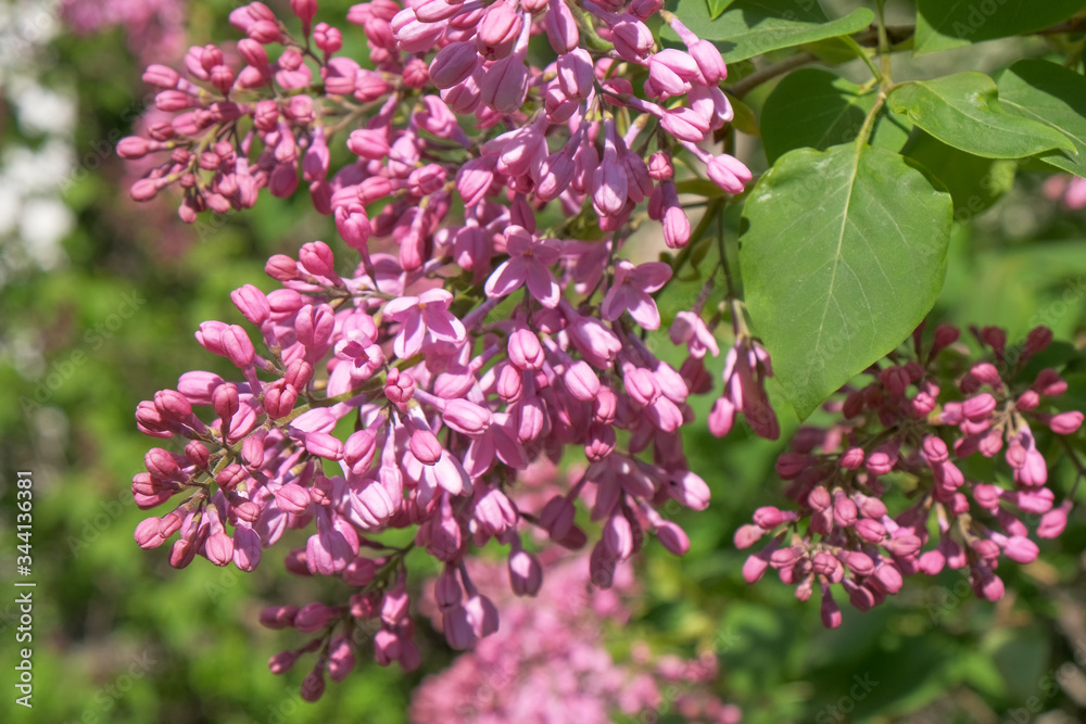 Bunches of flowering lilac bush Bunches of flowering lilac bush