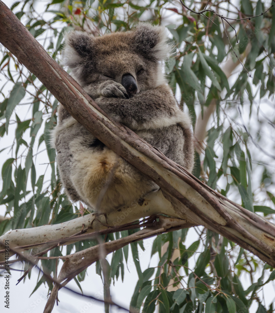 Obraz premium super cute sleeping koala in tree huging itself