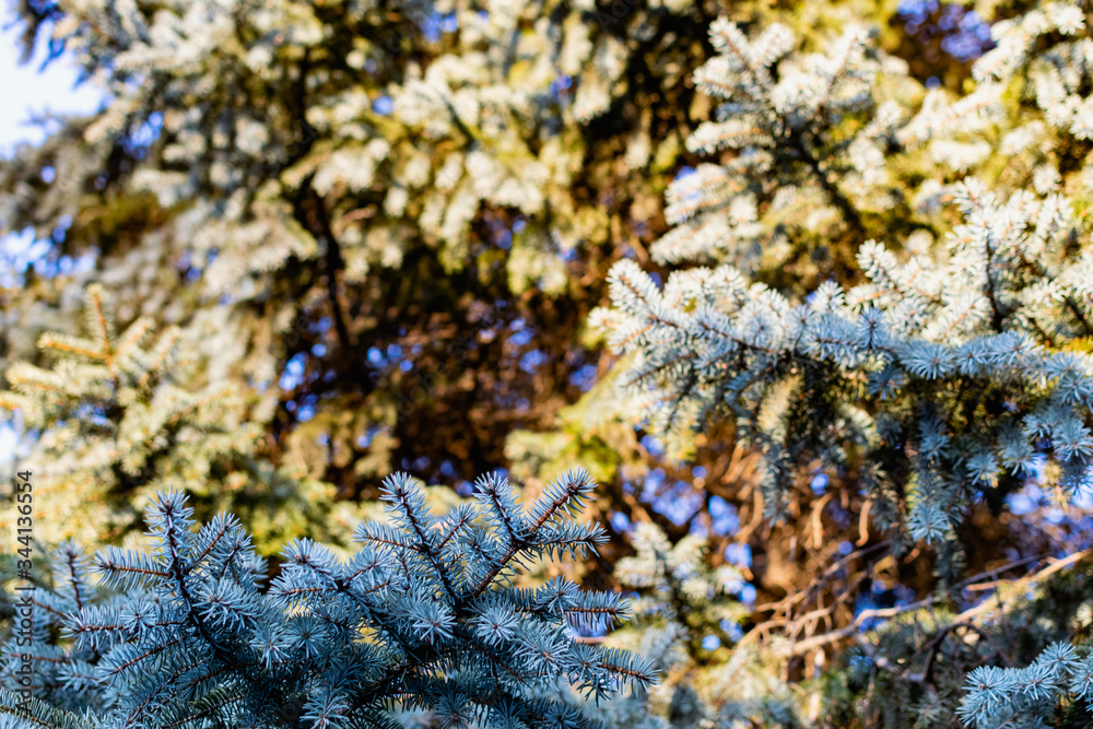 The natural backdrop of the blue spruce, with thin and soft with needles and brown cones, coniferous forest landscape closeup
