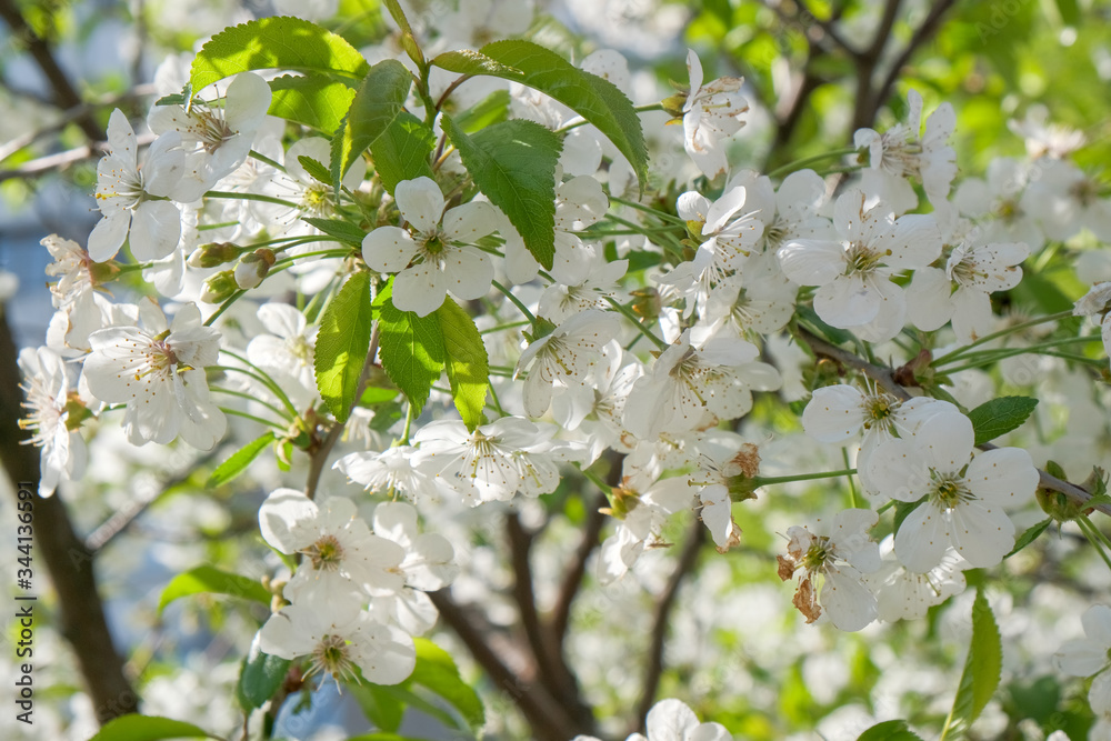Branches of a blossoming cherry Branches of a blossoming cherry