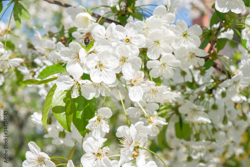 Branches of a blossoming cherry