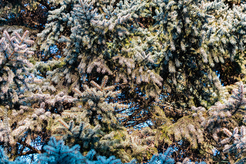 The natural backdrop of the blue spruce, with thin and soft with needles and brown cones, coniferous forest landscape closeup