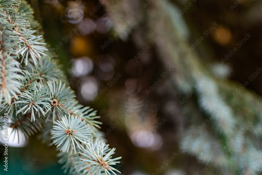 The natural backdrop of the blue spruce, with thin and soft with needles and brown cones, coniferous forest landscape closeup