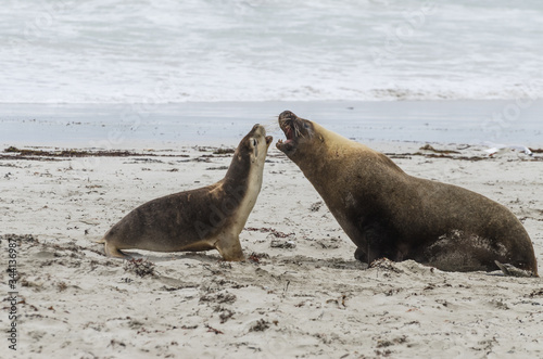 mama and papa seal having a chat on kangoroo island