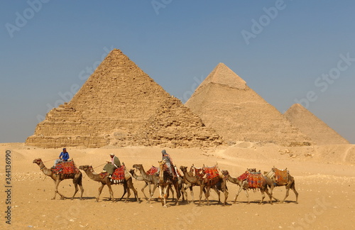 Group of camels crosses the Great Pyramids of Giza